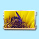 LCD Modules