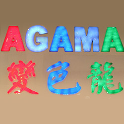 acrylic agama sheet