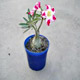 Live Plants image