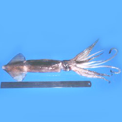 argentine shortfin squid