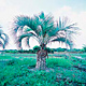 Live Plants image