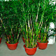 Live Plants image