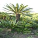 Live Plants image