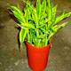 Live Plants image