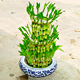 Live Plants image