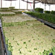 Live Plants image