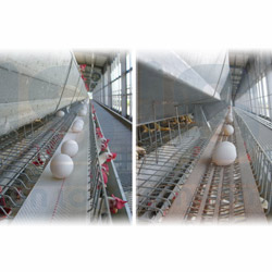 eggs conveyor belt