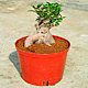 Live Plants image