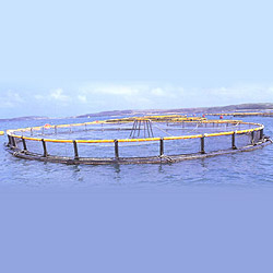 fish cage 