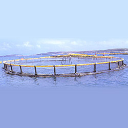 fish cage