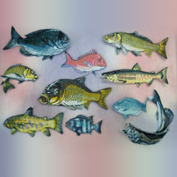 fish patches