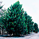 Live Plants image