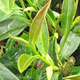 Gold Green Tea