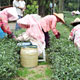 Gold Green Teas (Tea Information)