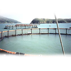 hdpe deep sea net cage 