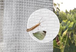 Insect-Proof-Net 