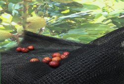 Nut--Olive-Harvest-Net 