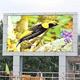Digital Advertising