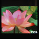 LED Screen image