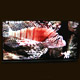 LED Display Screens
