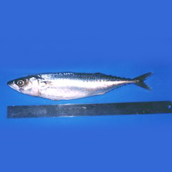 mackerel 