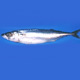mackerel 