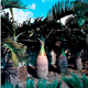 Live Plants image