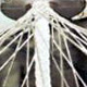 Marine Ropes image