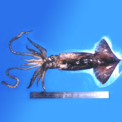 neon flying squid 