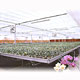 Orchid Greenhouses