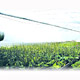 Agriculture Greenhouses