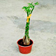 Live Plants image