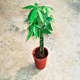 Live Plants image