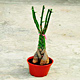 Live Plants image
