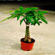 Live Plants image