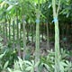 Live Plants image