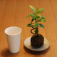 PLA Coated Paper Soup Cups