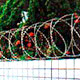 Barbed Wires image