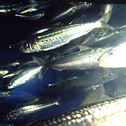 sardinella melanura 