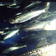 sardinella melanura 