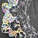 Specific Embroideries