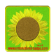 sun flower embroidered coaster 