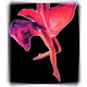 Women Socks image