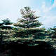 Live Plants image