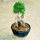 Live Plants image