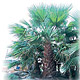 Live Plants image
