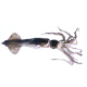 wellington flying squid arrow squid 
