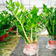 Live Plants image